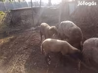 Kos, Juhok — 1. fotó