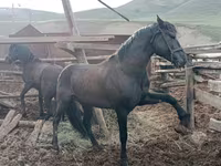 At, Altai horse — foto 4