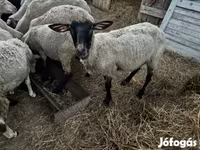 Sheep, Dorper sheep — photo 3
