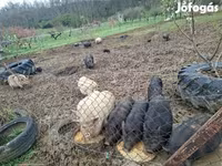 Pigs (batch, sex not specified), Вьетнамская вислобрюхая — photo 8