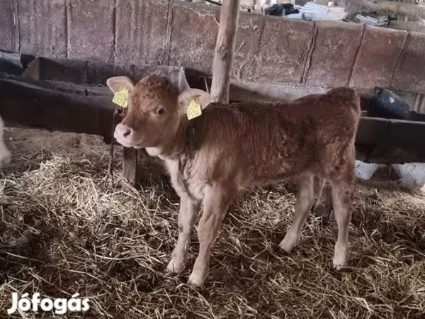 ثور, Simmental cattle