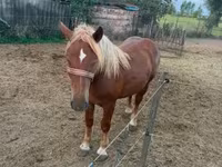 Yegua, Caballos — foto 7