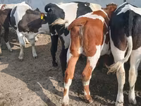 Bika, Russian Black pied cattle — 2. fotó