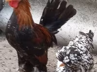 Chickens — foto 2