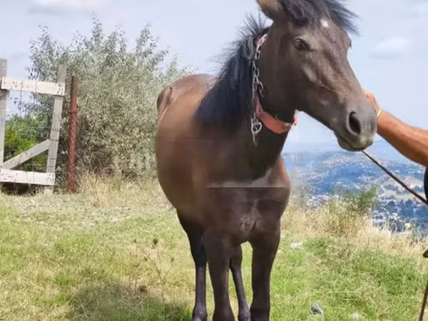 Klisna, Koně