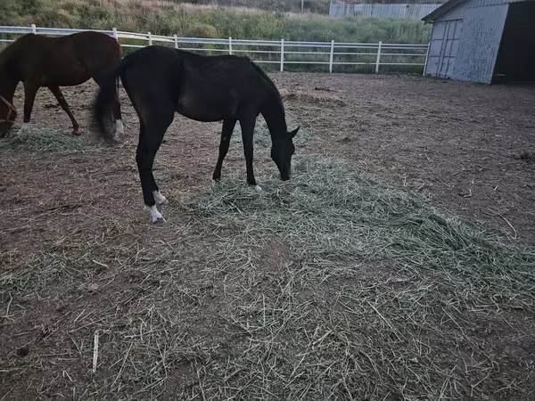 Hing, Akhal-Teke