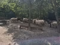Juh, Racka sheep — 1. fotó