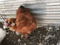 Silkie — 5. fotó