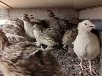 Quails — foto 4