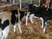 Toro, Russian Black pied cattle — foto 3