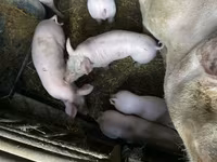 Boar, Pigs — photo 5