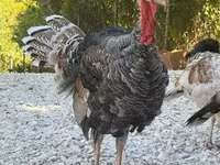 Turkeys — photo 2