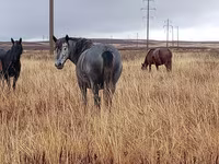 Бие, Kazakh horse — 2-сурет