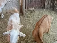 Goats (batch, sex not specified), Goats — photo 3