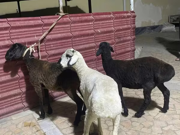 भेड़ें (लॉट, लिंग निर्दिष्ट नहीं), भेड़
