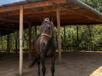 Kůň, Arabian horse — foto 2