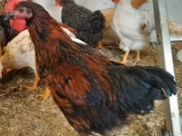 Chickens — Foto 5