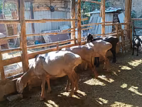 Carnero, Ovejas — foto 8