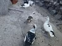 Chickens — foto 6