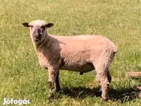 Kos, Shroshire sheep — 1. fotó