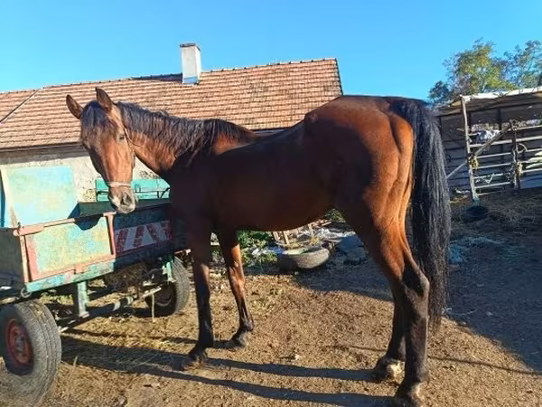 Cavalo, Cavalos