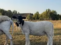 كبش, Dorper sheep — الصورة 2