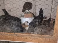 Chickens — photo 5