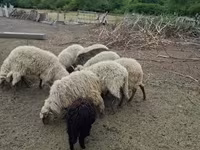 Ram, Sheep — photo 2