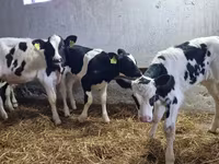 Býk, Russian Black pied cattle — foto 2