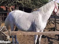 Mare, Lipizzaner — photo 1