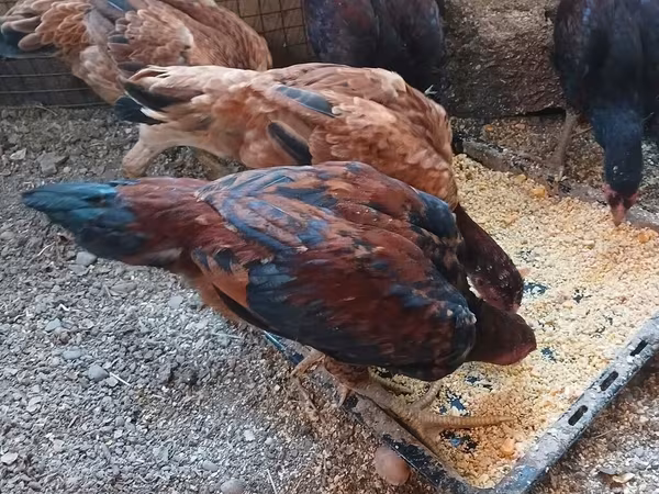 Chickens