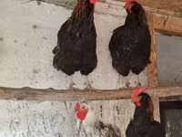 Chickens — 6-сурет
