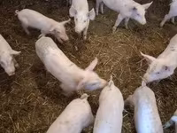 母猪, Pigs — 照片 7