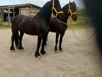 公马, Friesian — 照片 8