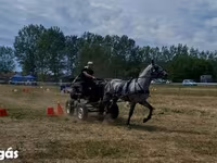 Hing, Lipizzaner — 3. fotó