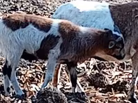 公山羊, Goats — 照片 1