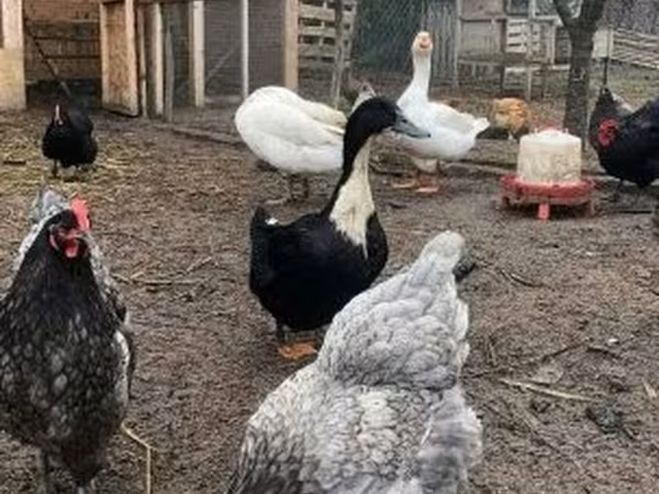 Poule danoise