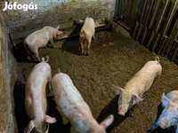 Sow, Pigs — photo 4
