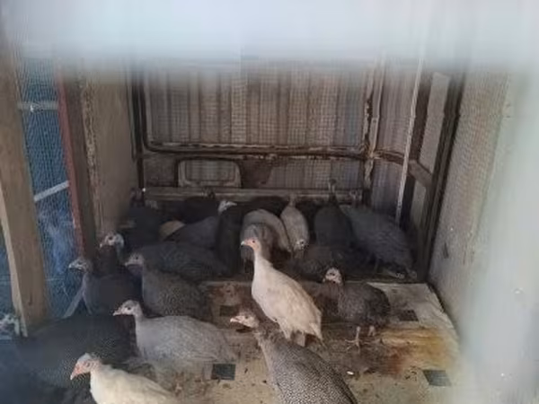 Guinea fowl