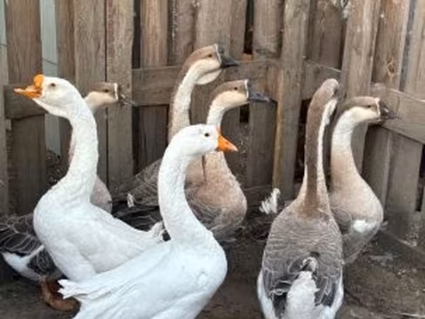 Geese — Hungary