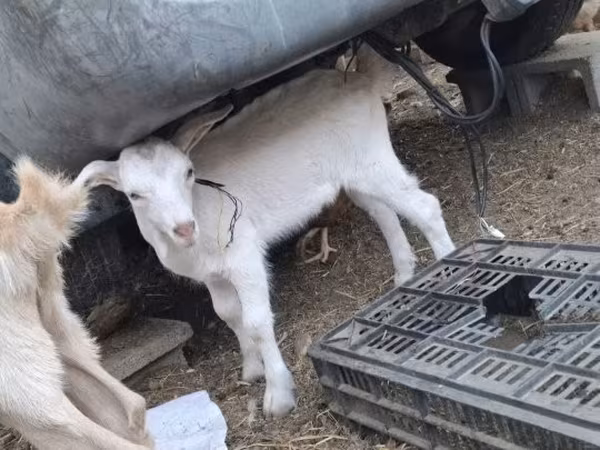 公山羊, Goats