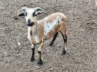 公羊, Cameroon sheep — 照片 3