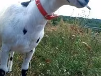 عنزة, Nubian Goat — الصورة 7