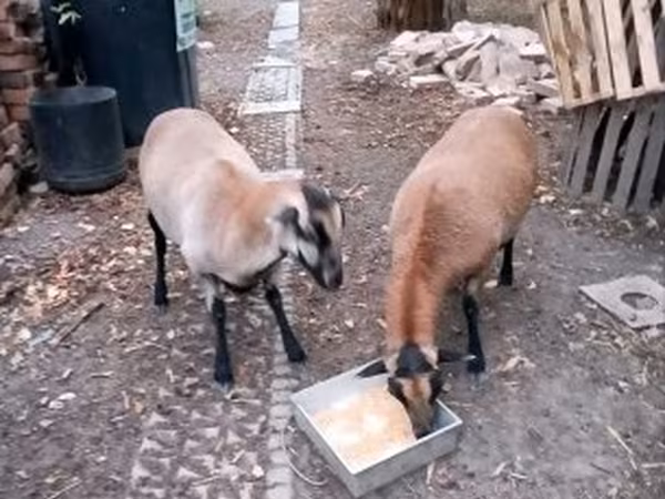 भेड़, Cameroon sheep — हंगरी