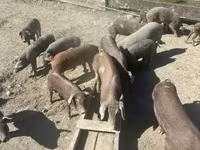 Pigs (batch, sex not specified), Мангалица — photo 5
