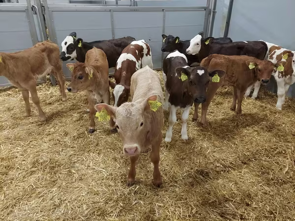 Tehén, Simmental cattle