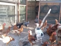 Chickens — 照片 4
