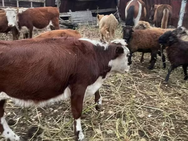 Cattle (batch, sex not specified), Cattle