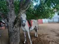 At, Atlar — foto 5