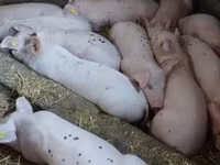 母猪, Pigs — 照片 1